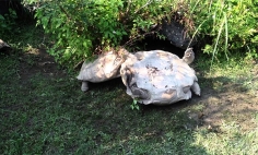 This Turtle Turned Upside Down. What Other Turtle Did Will Make You Surprise!