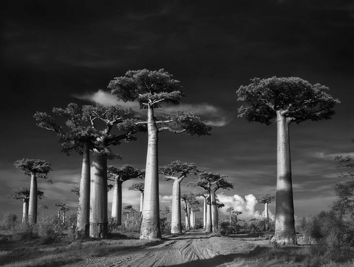 Magnificent Ancient Trees Photos