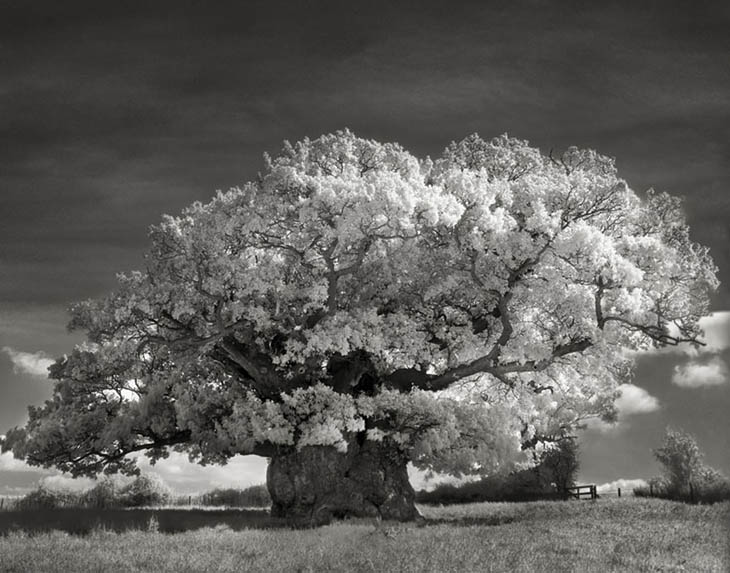 Magnificent Oldest Trees Photos