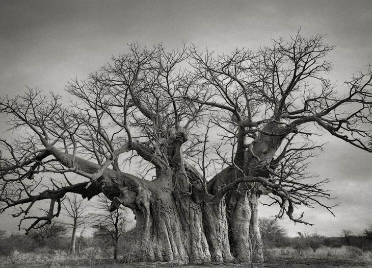 Magnificent Oldest Trees Photos
