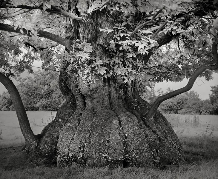 Magnificent Ancient Trees Photos