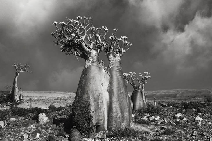 Magnificent Oldest Trees Photos