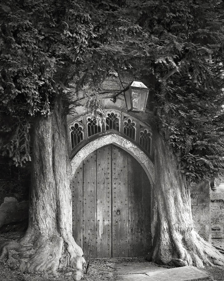 Magnificent Oldest Trees Photos