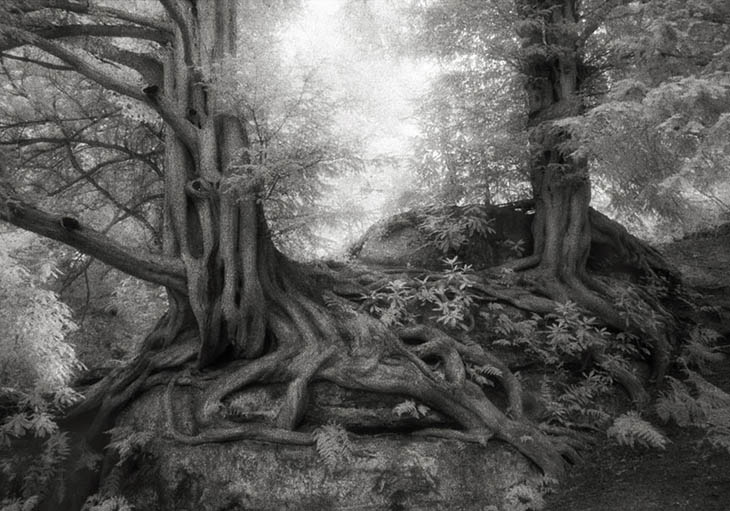 Magnificent Oldest Trees Photos