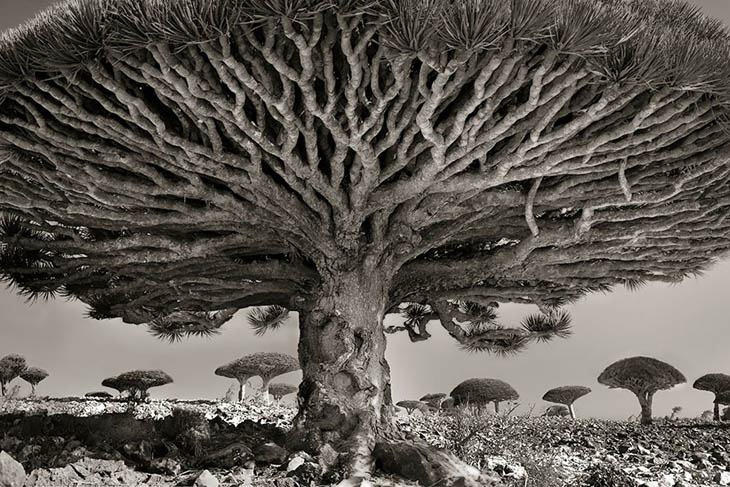 Magnificent Oldest Trees Photos