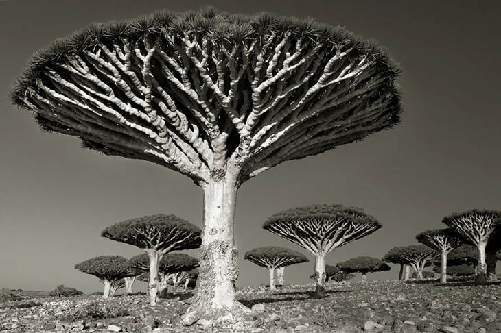 Magnificent Oldest Trees Photos