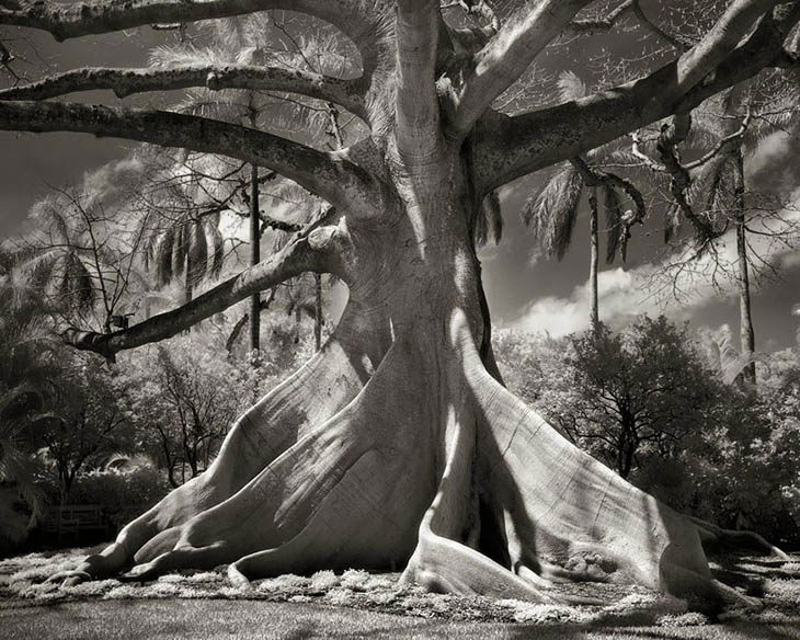 Magnificent Oldest Trees Photos