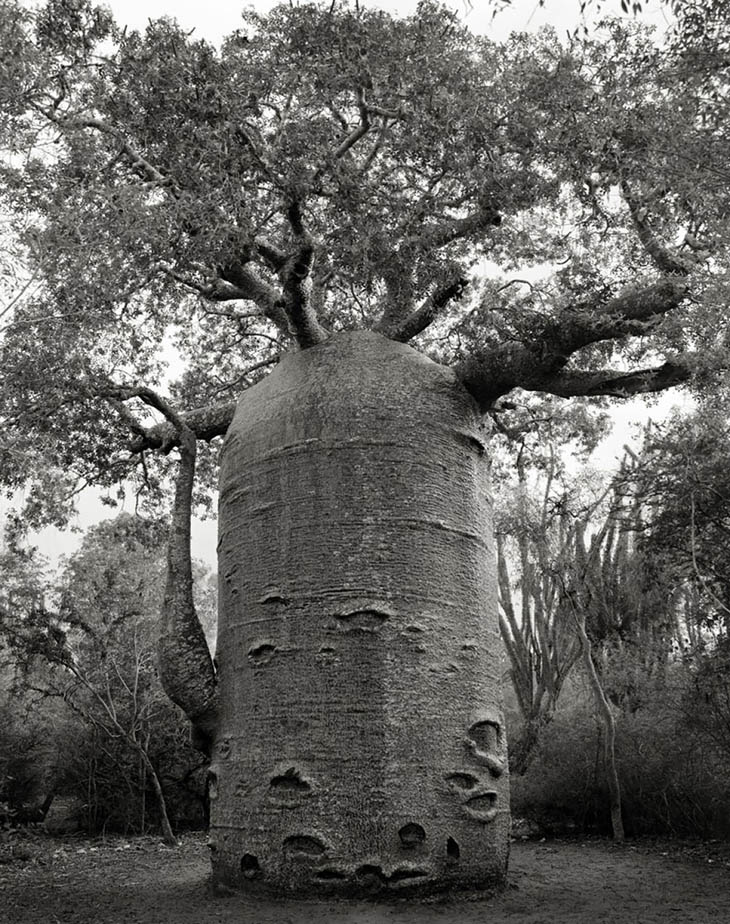 Magnificent Oldest Trees Photos