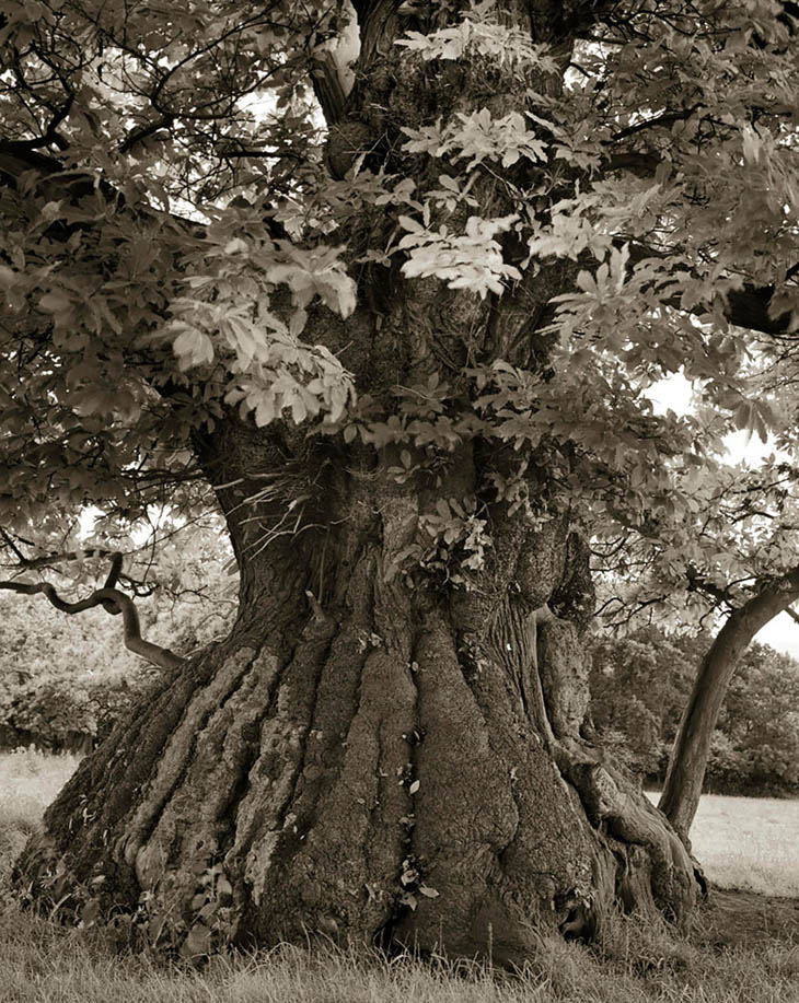 Magnificent Ancient Trees Photos