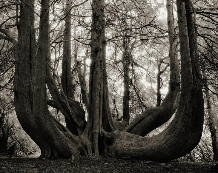 Magnificent Oldest Trees Photos