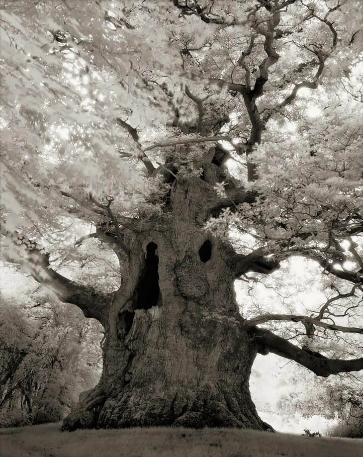 Magnificent Oldest Trees Photos