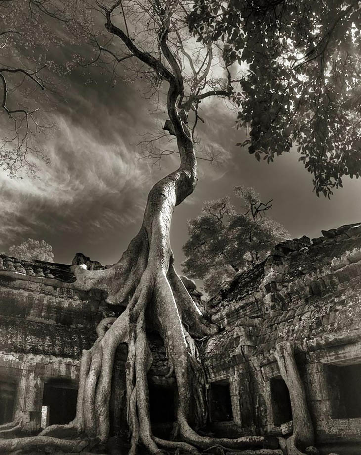 Magnificent Oldest Trees Photos