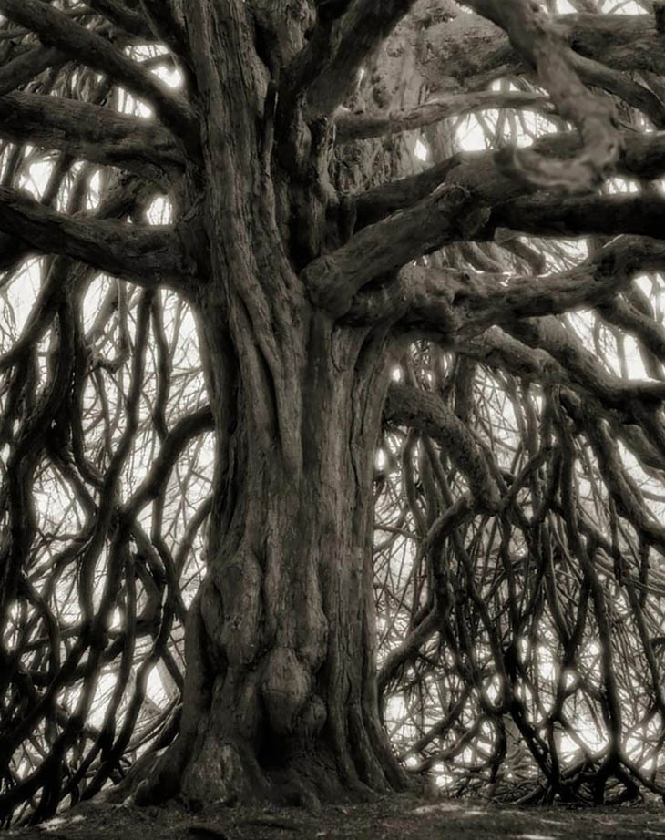 Magnificent Oldest Trees Photos