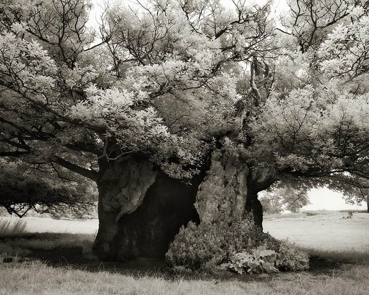 Magnificent Oldest Trees Photos