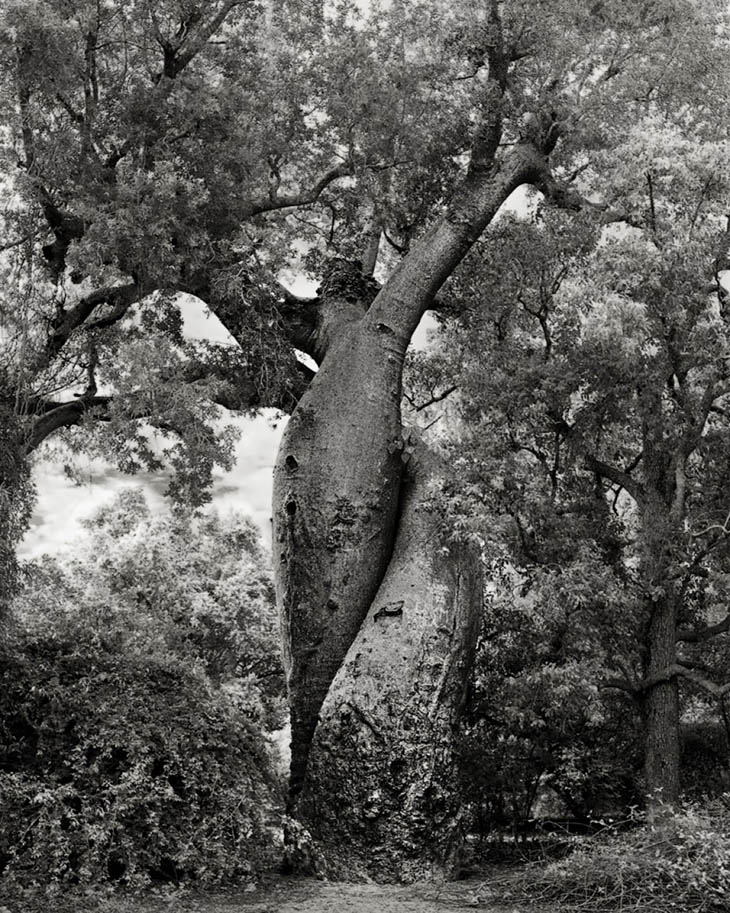 Magnificent Ancient Trees Photos