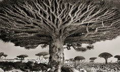 Photographer Spends Quarter Of Her Life Photographing World’s Ancient Trees.