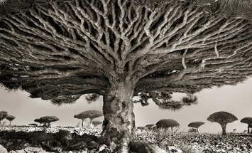 Photographer Spends Quarter Of Her Life Photographing World’s Ancient Trees.