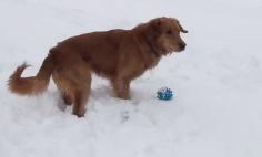 He Caught His Dog Getting Confused By A Squeaky Toy! But I Can’t Stop Laughing!