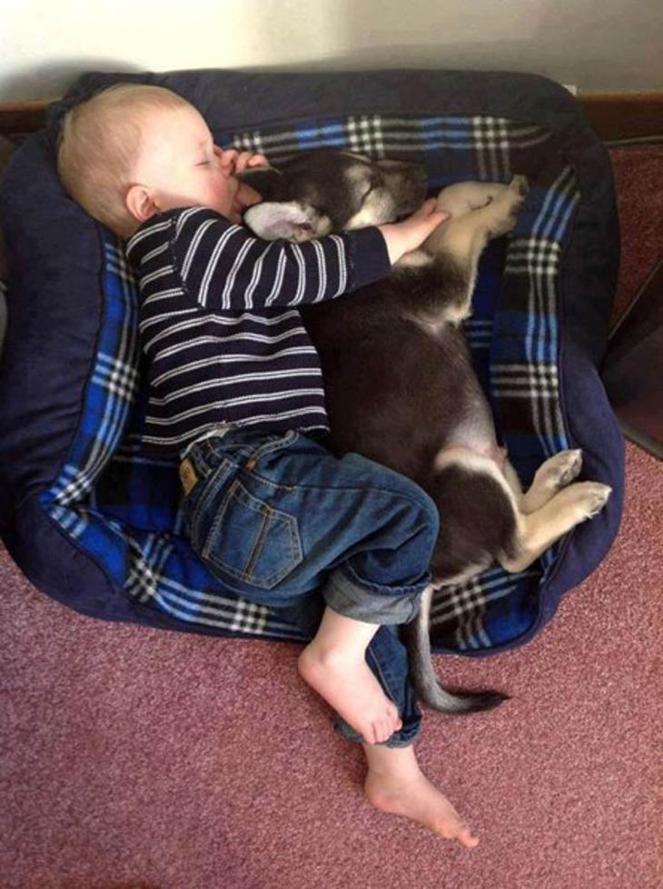 Napping In The Dog Bed