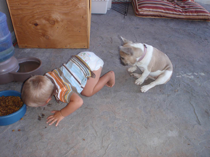 Cute Kids Act Like Animals- Dogs Eating Lunch One By One