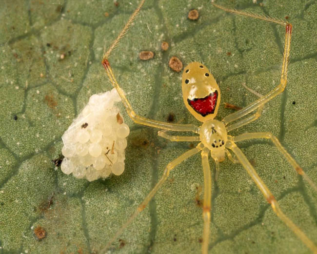 Theridion Grallator, Also Known As The Happy Face Spider