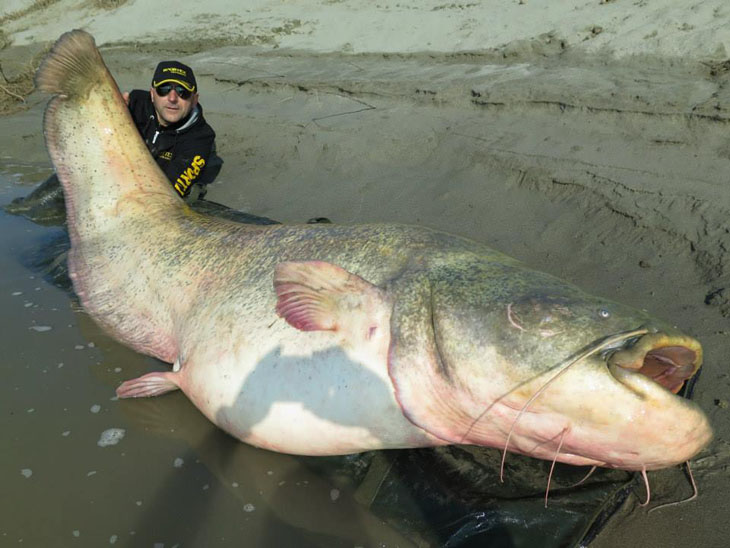 If you think this one is enormous, another catfish was caught in Thailand weighing over 600 pounds!