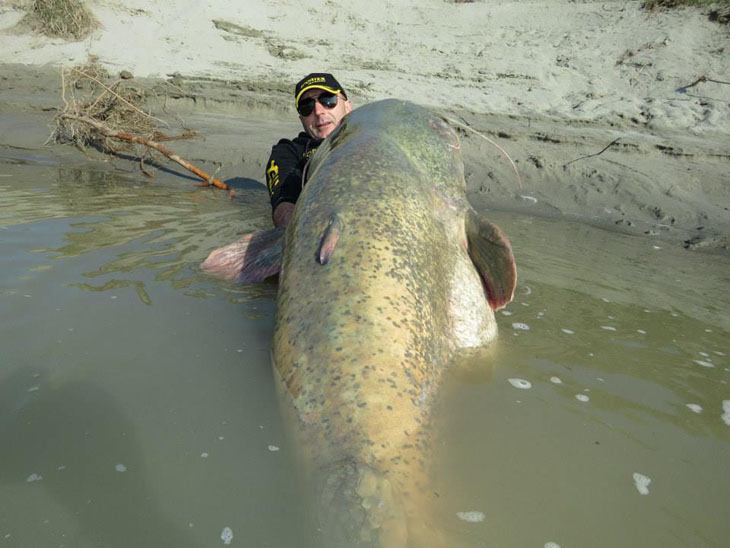 This one still might be a record-breaker, however, as it's a different variety of catfish.