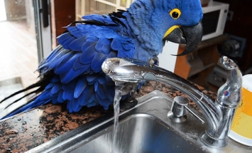 You Won’t Believe What This Macaw Loves Doing In Cold Season. It’s Simply AWESOME!