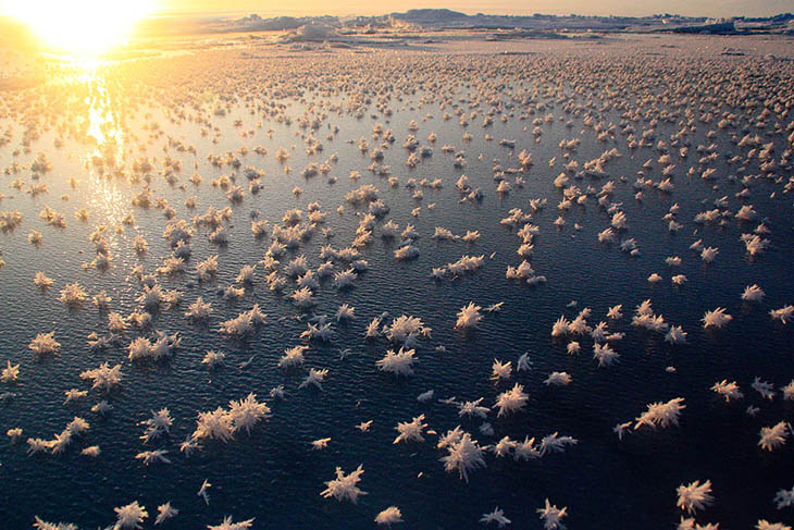 Frost Flowers In The Arctic Ocean