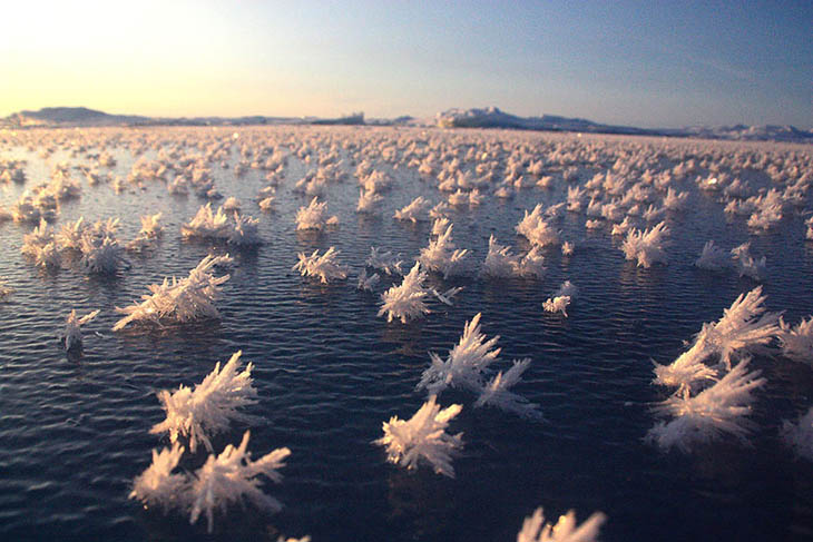 Frozen lakes - Frost Flowers In The Arctic Ocean
