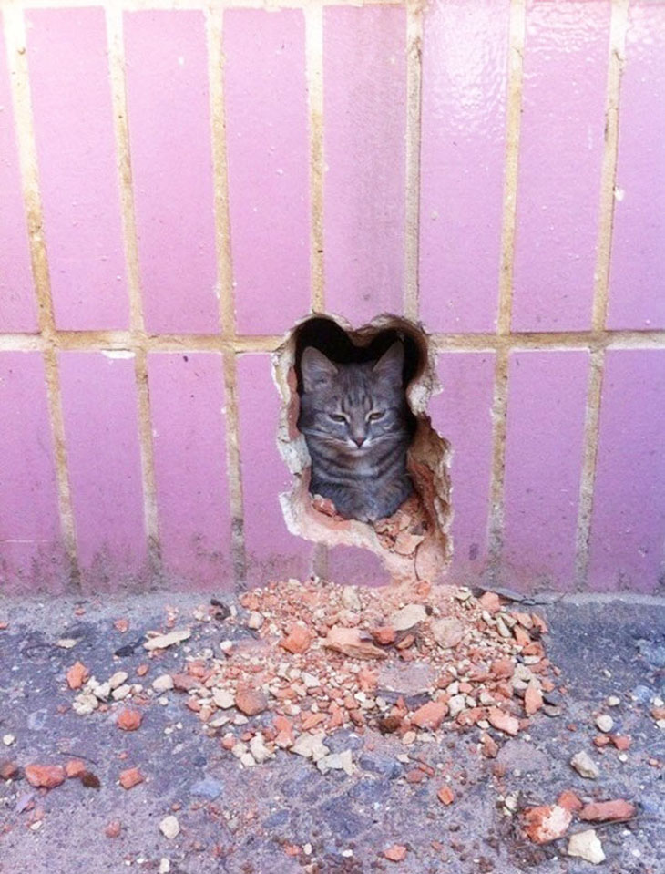 The Pawshank Redemption