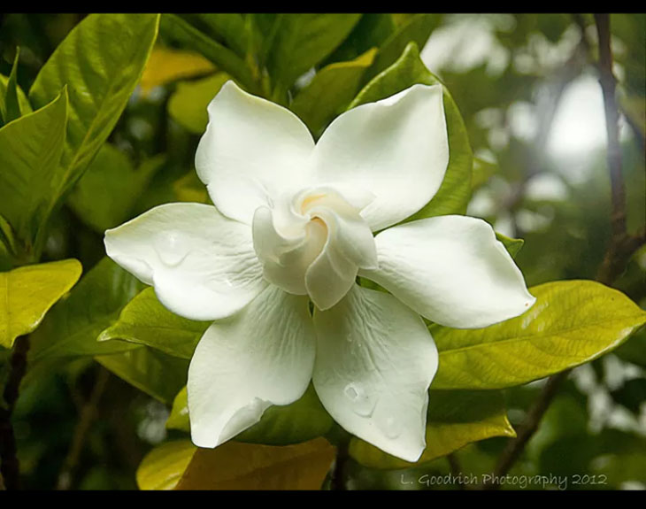 Oddly Perfect Gardenia