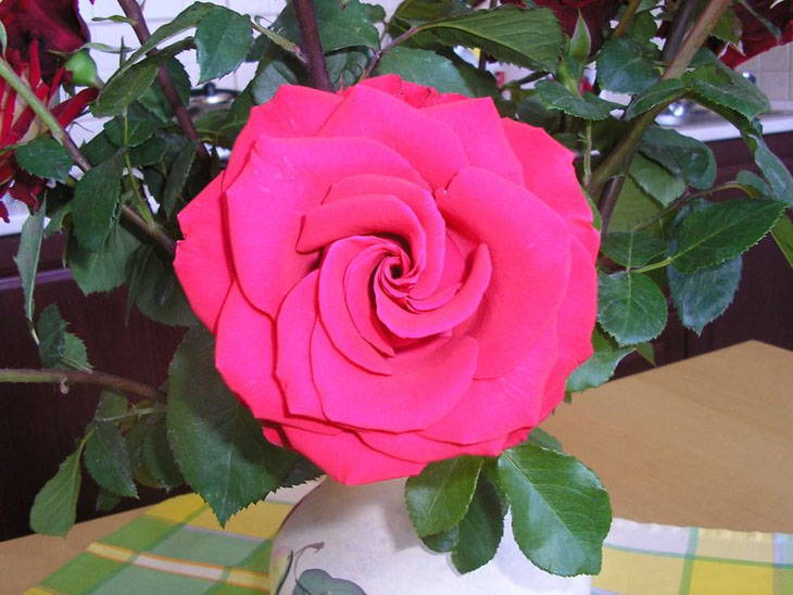 The Perfect Rose