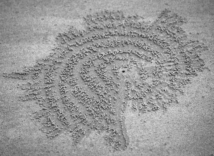 Perfectionist Crabs In Koh Jum, Thailand