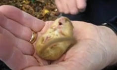 It Looks Like A Normal Sleeping Dormouse. But What He Did Next? My Jaw Dropped!