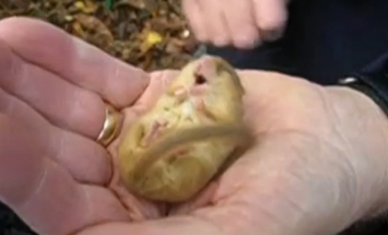 It Looks Like A Normal Sleeping Dormouse. But What He Did Next? My Jaw Dropped!