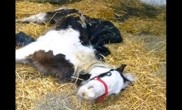 This Baby Horse Was Dying, Now He Proves To Be A MIRACLE! MUST SEE!