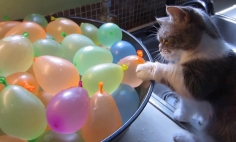 Watch This Kitten Playing With Water Balloons. This Will Leave You In Stitches!