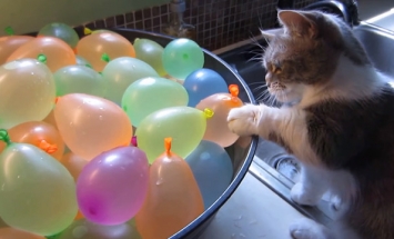 Watch This Kitten Playing With Water Balloons. This Will Leave You In Stitches!