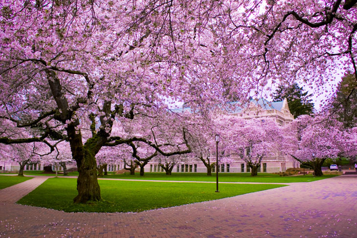 Weird urban myths - Washington D.C.'s cherry blossom trees were a gift from the Japanese.