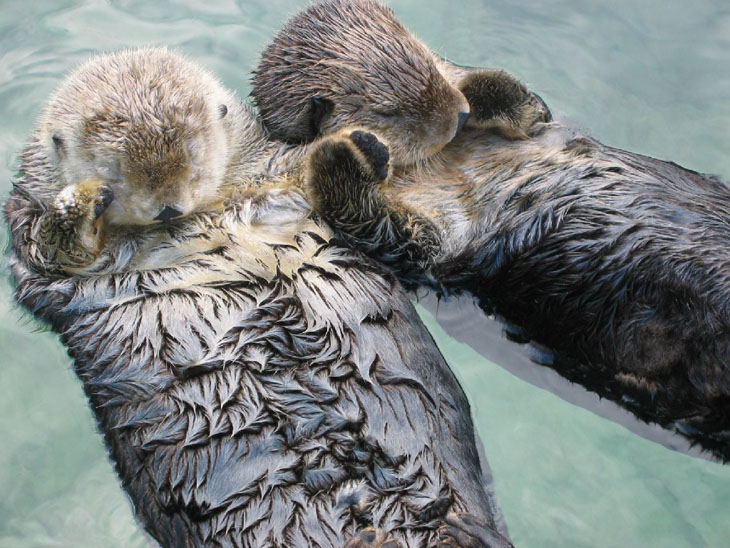 Otters are lovers at heart.