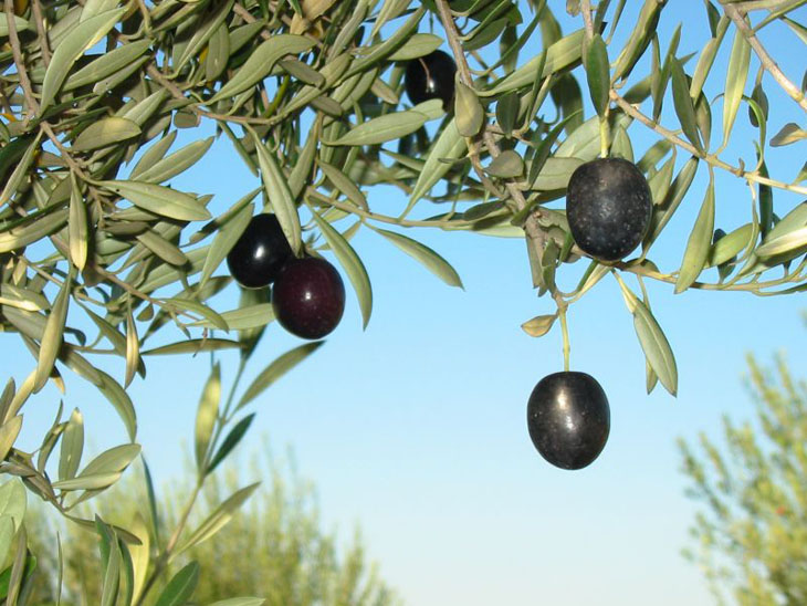 Weird urban myths - One man's last meal? A single olive.