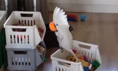 They Gave A Cup To Their Cockatoo. And Then? Unexpected Happens!