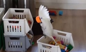 They Gave A Cup To Their Cockatoo. And Then? Unexpected Happens!