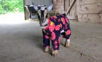 This Baby Goat Will Have You Laughing like Crazy In Just 15 Seconds!