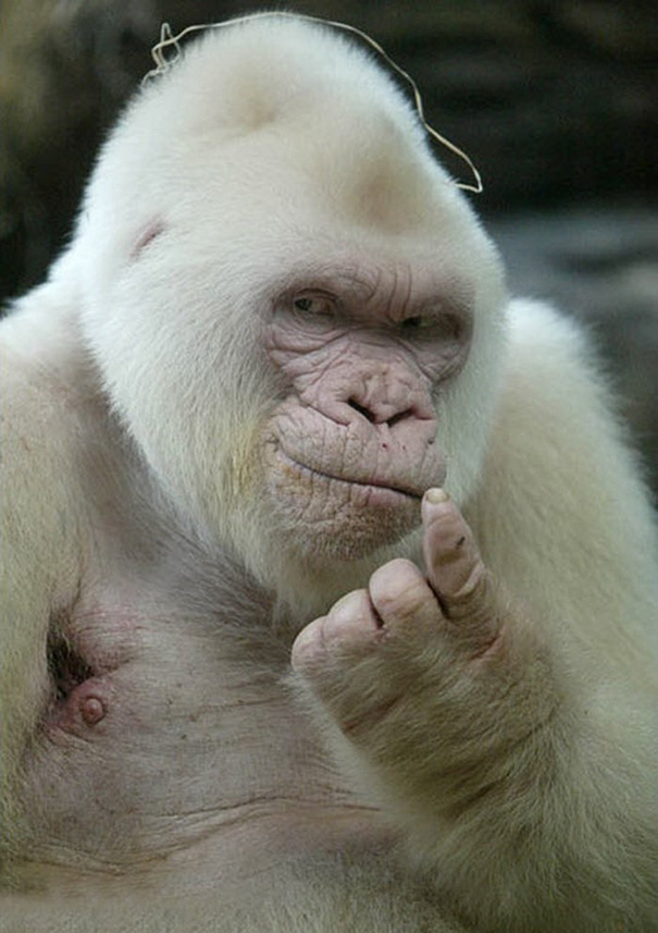 Albino Gorilla knows it all