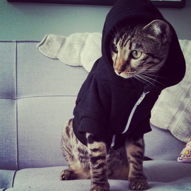 I've never seen such a hip cat before.