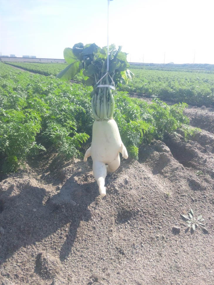 The Evolved Radish