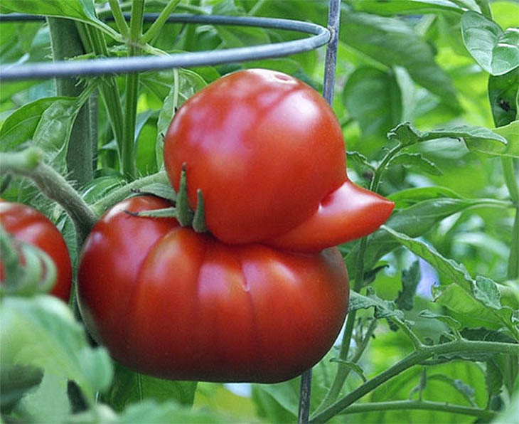 A Duck-shaped Tomato