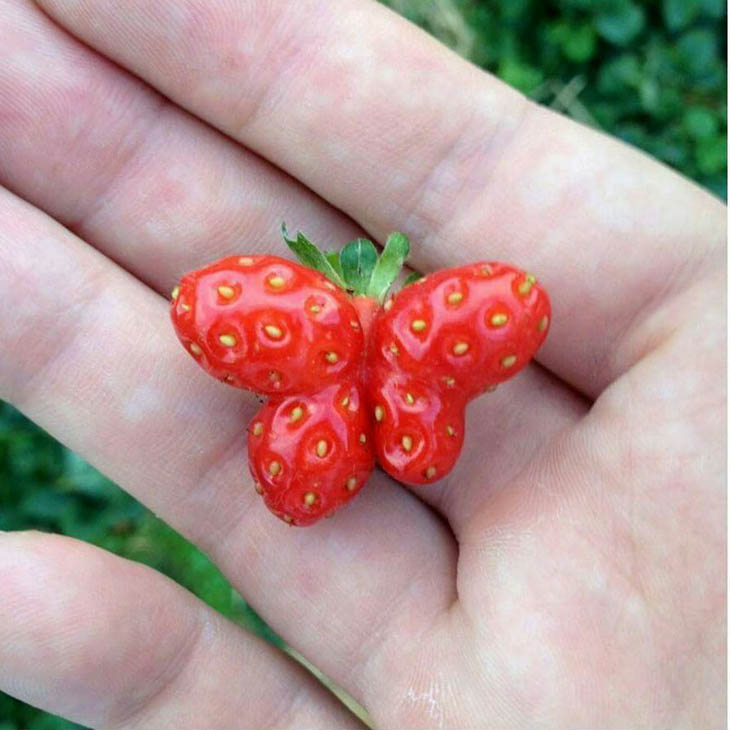 A Strawberry Shaped Like A Butterfly